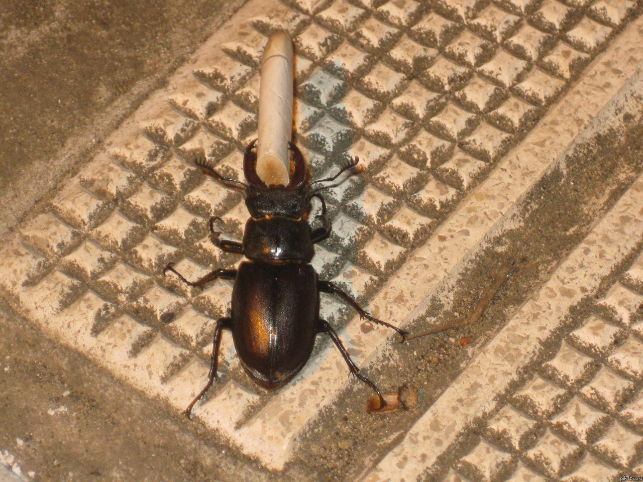 Жук-куряга (с)