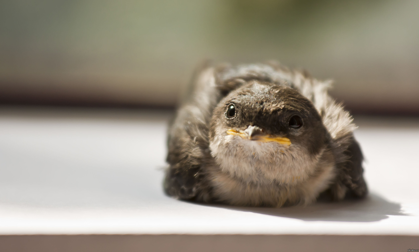 Подскажите, что за птичка!