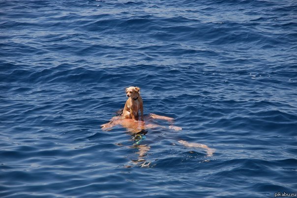 Лучший друг человека...