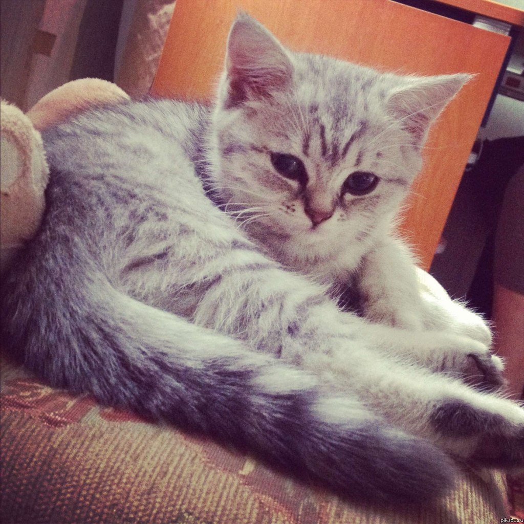 Пикабу, хотелось бы  поделиться радостью ^^ вот такое маленькое чудо подарили ^_^