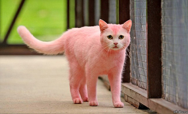 Гламурный котэ
