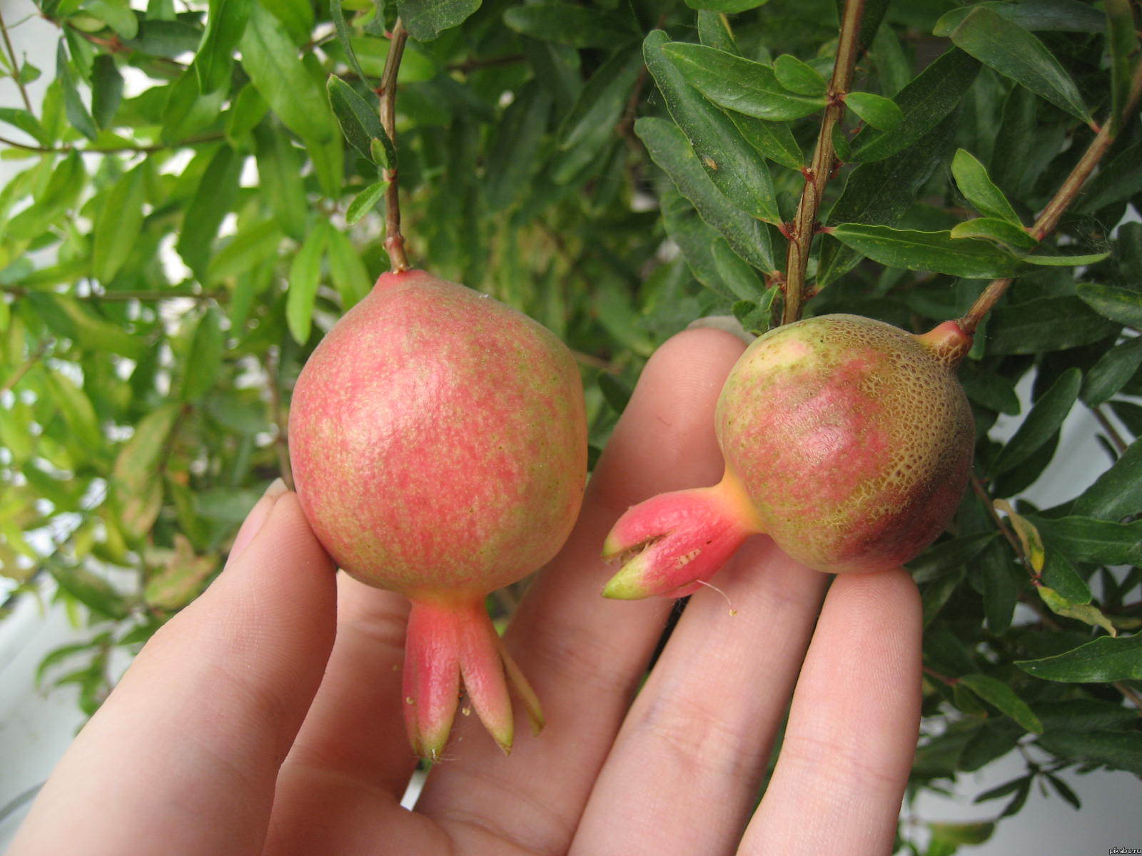 �����, � ��������� ��������.