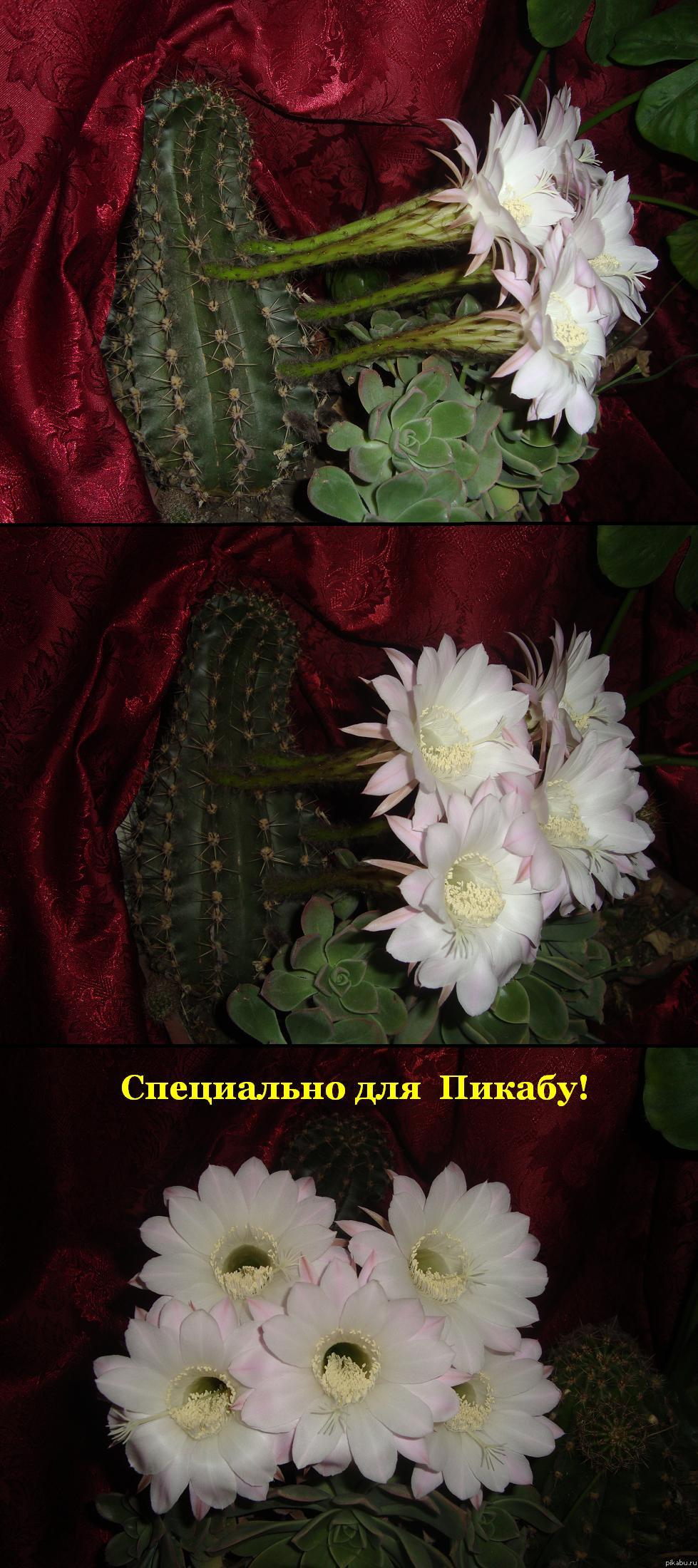 У меня расцвёл кактус