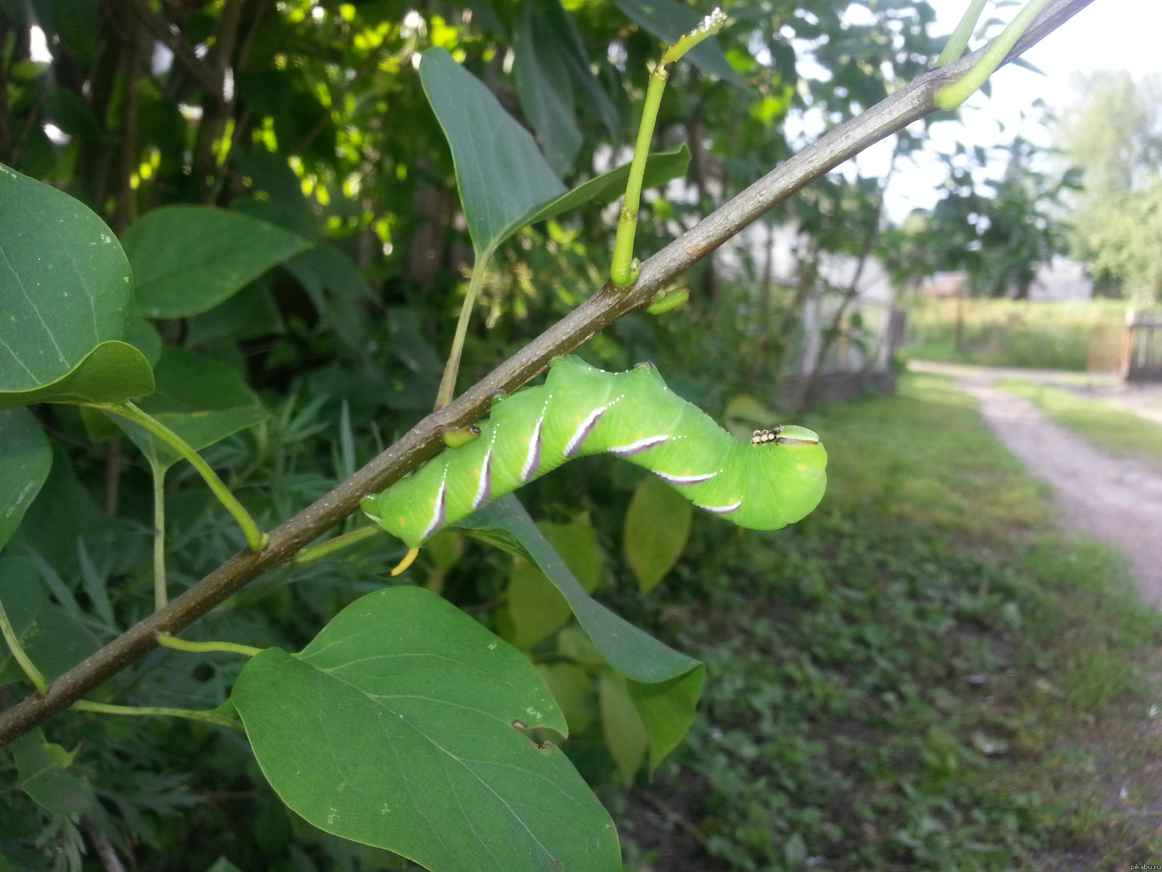 Вот такой зверь живет у меня на даче!
