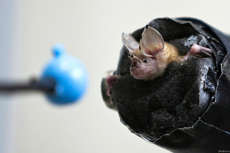 Живой радар!