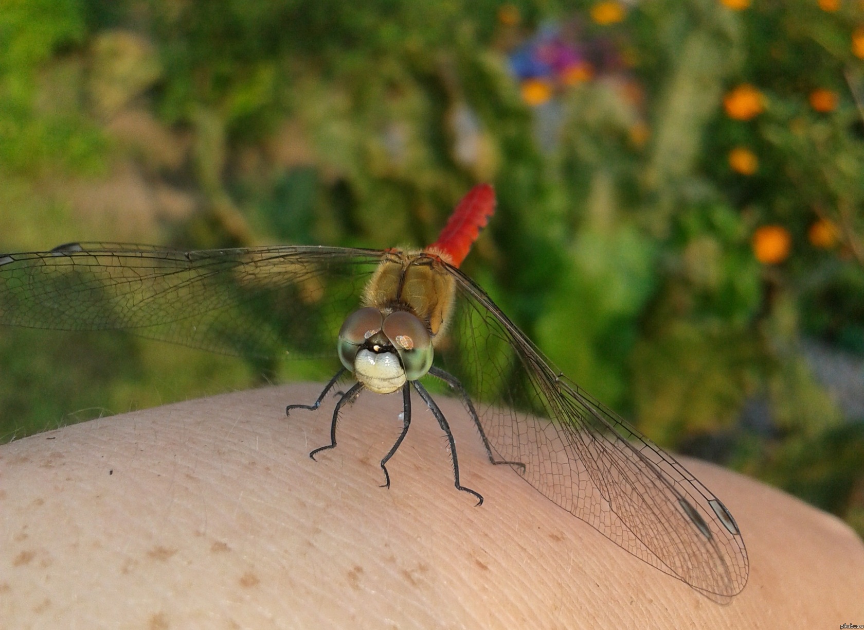 ���� ����� � �������� ����������)