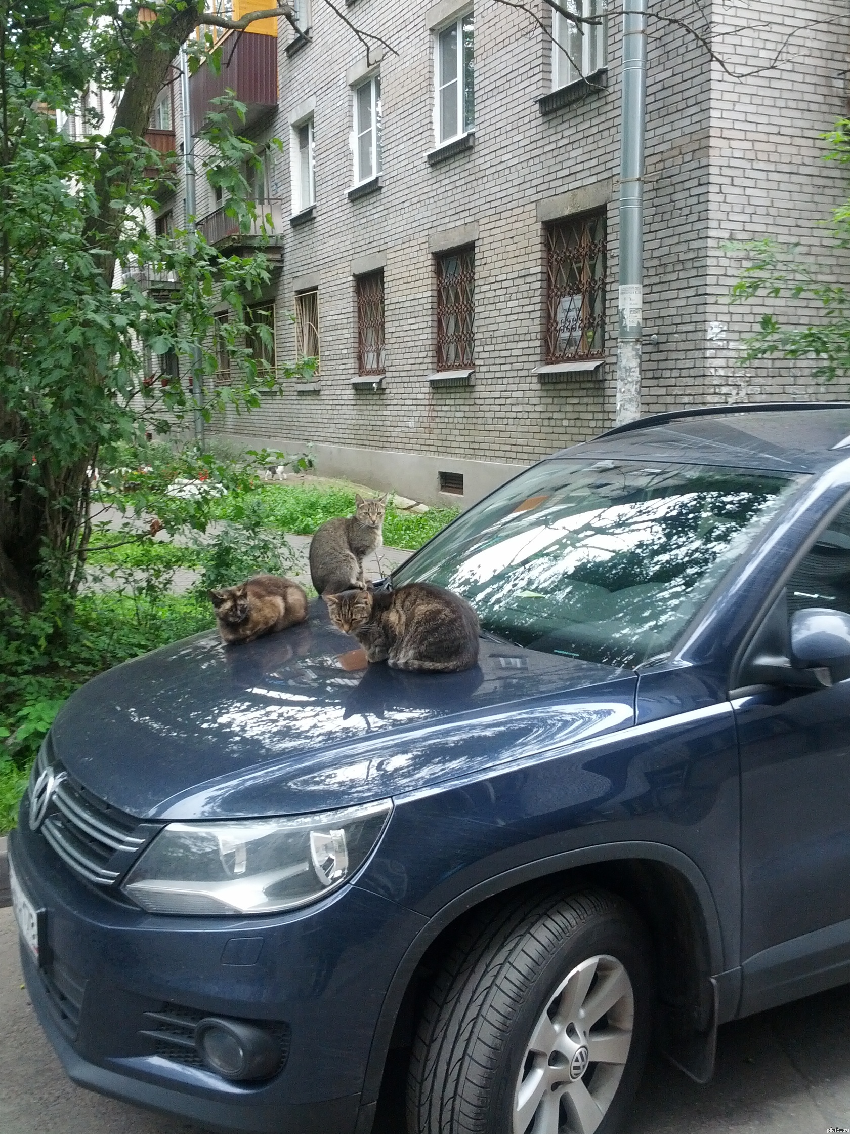 Тригада | Пикабу