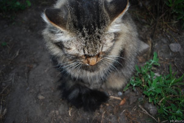 моя котейка