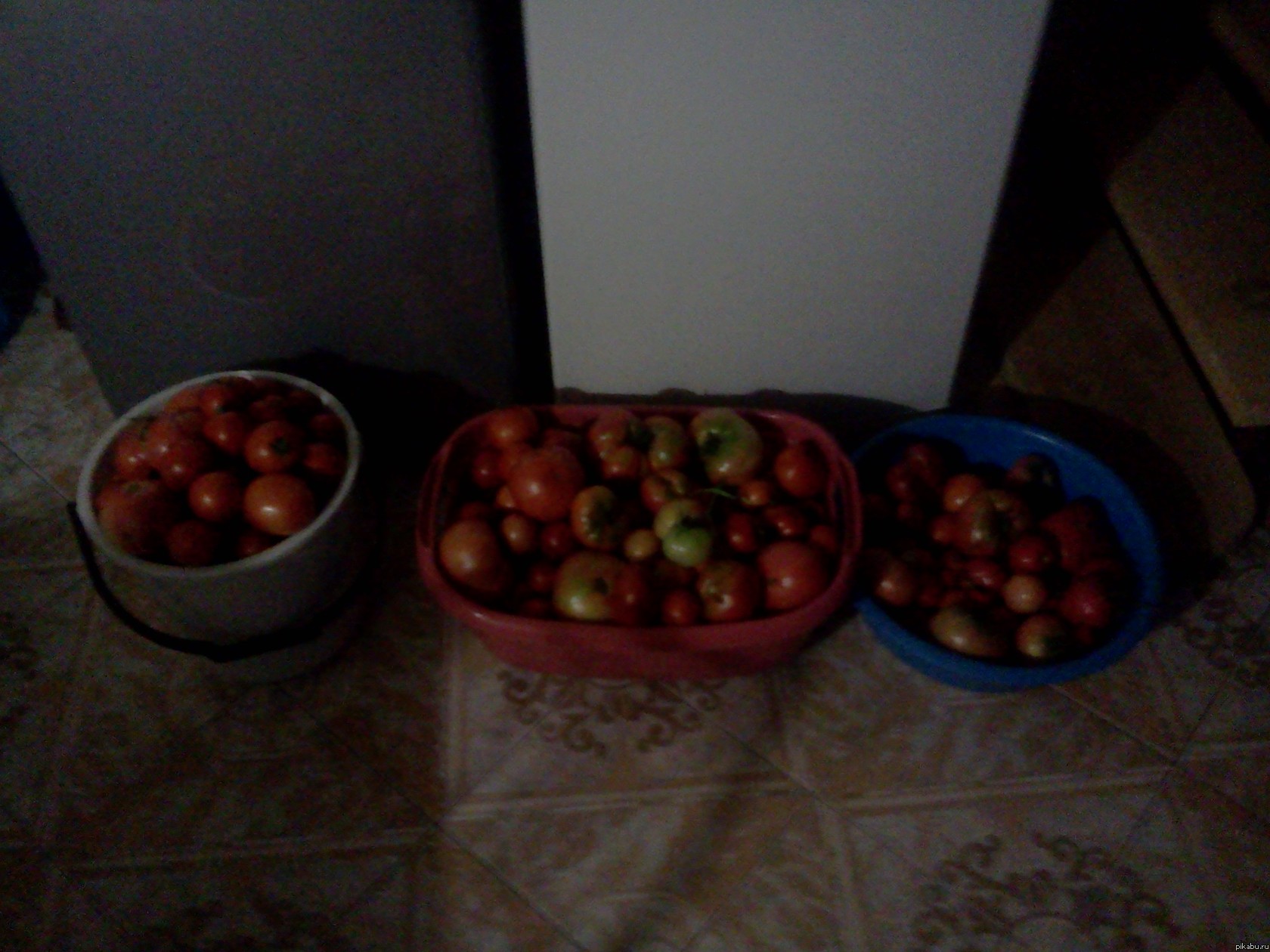 Первый урожай...