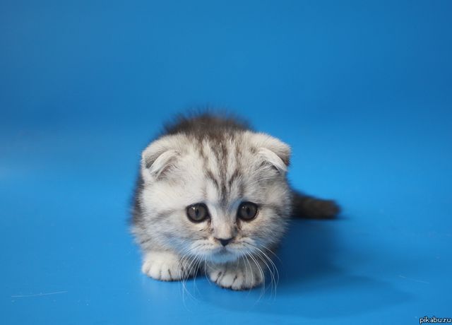Шотландский вислоухий котенок