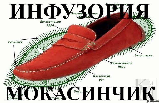 Инфузория... | Пикабу