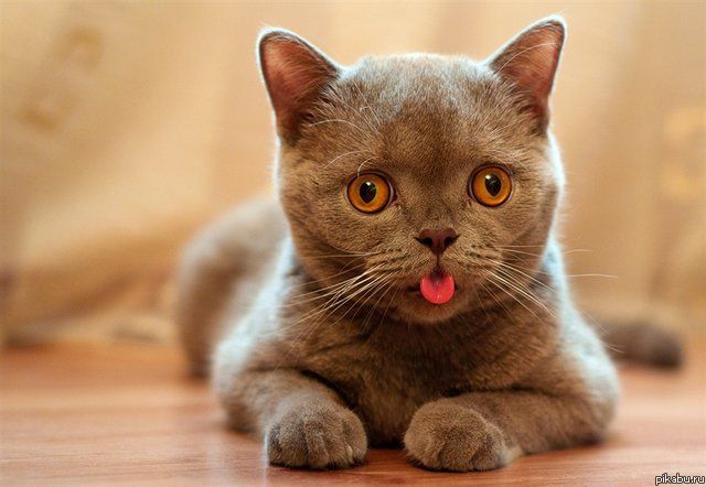 Котенок с синдромом дауна (больше фото внутри)