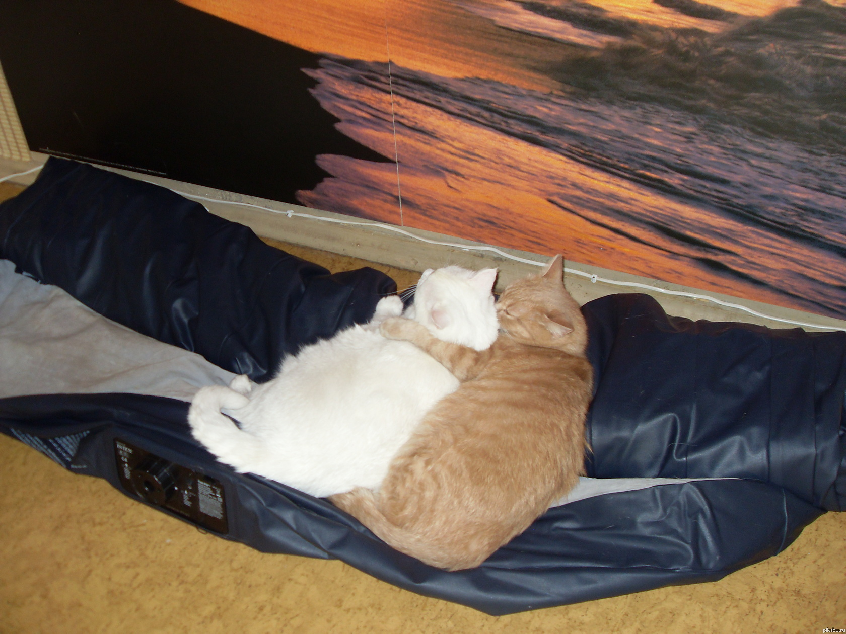 ��� �����������=