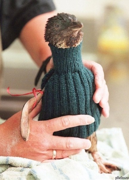 Пингвины в свитерах