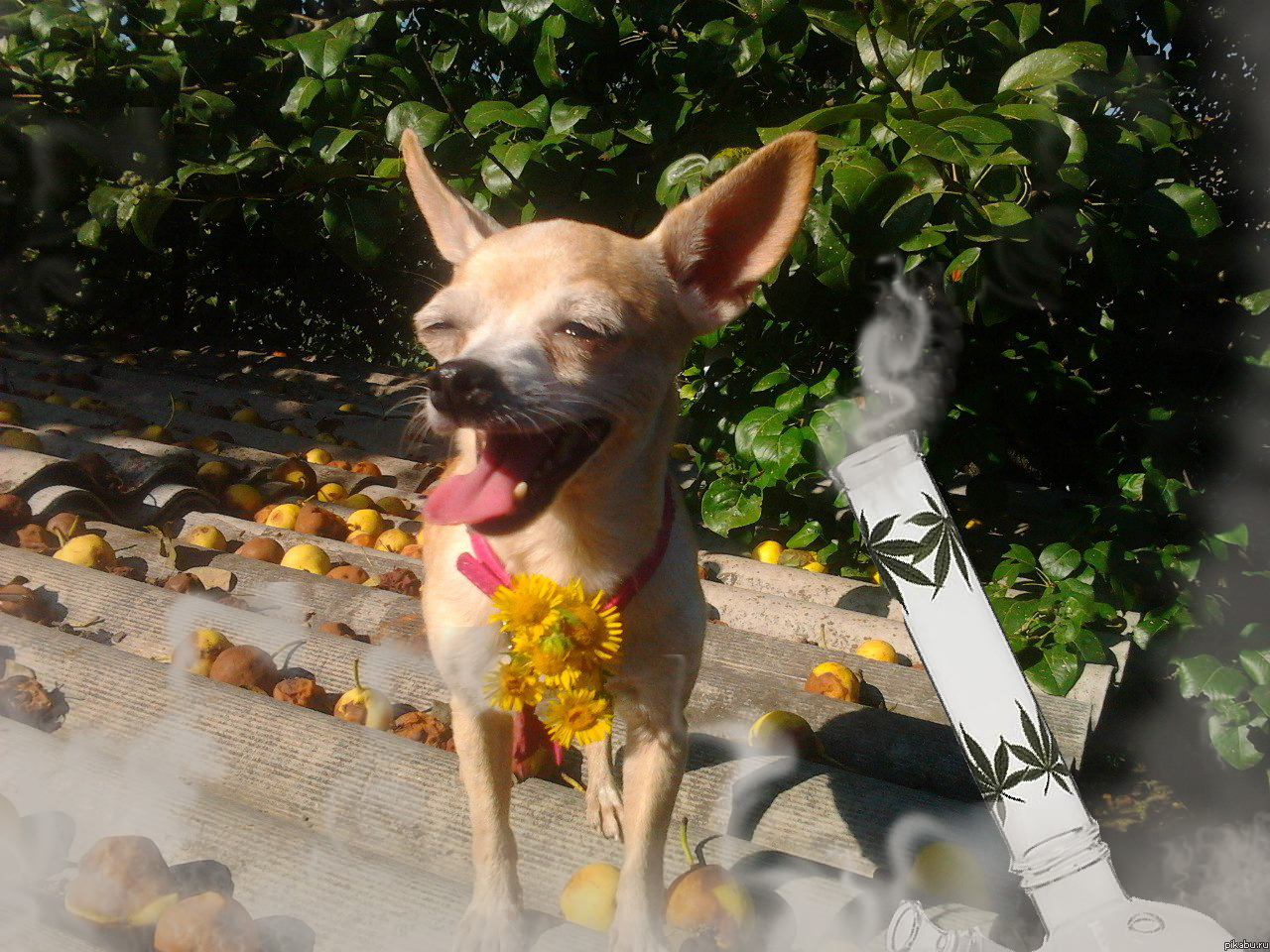 ��� ������ - 2