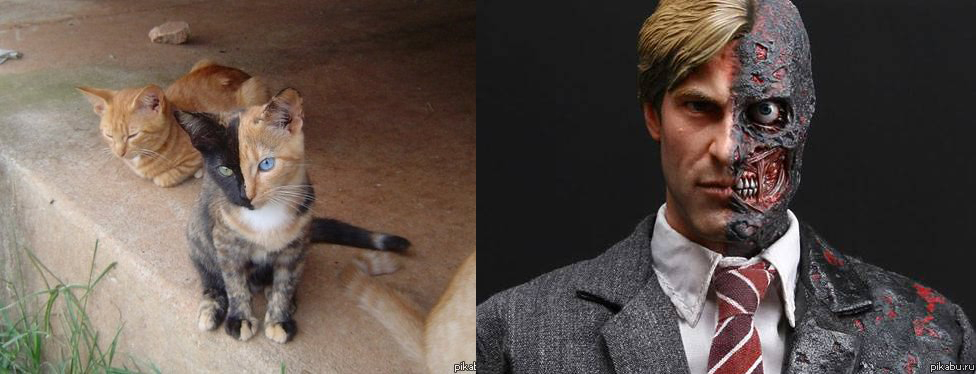 ���� ���������