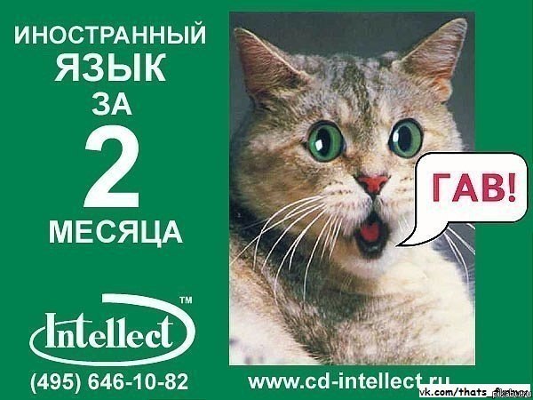 intellect | Пикабу