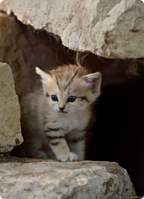 Барханный Котенок