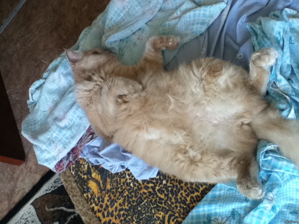 А как спит ваш котейко?