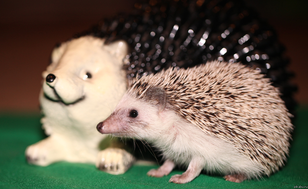 ������� ������: http://pikabu.ru/story/vot_u_vsekh_kotyi_a_u_menya_637520