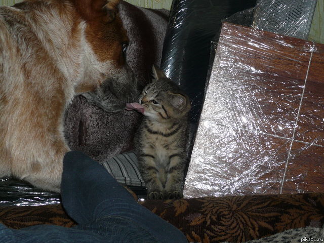 Давно пора пересмотреть смысл фразы "как кошка с собакой") Милота:)