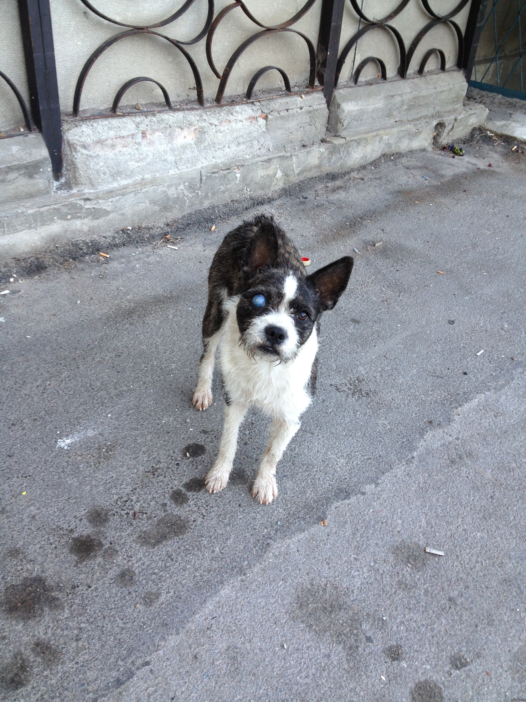 Бедный, но очень милый пёс, купил ему сосисок, он их съел. Я бы забрал его, но в Москву не вывезти на поезде, да и квартира+ уже есть мопс