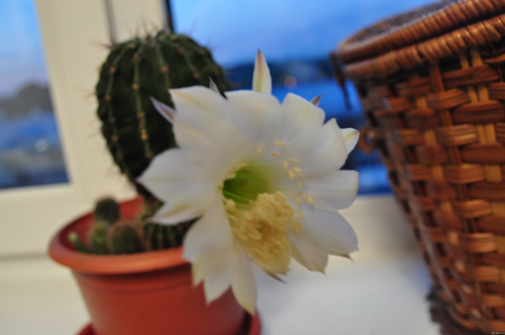 � � ��� ������ ������ �.�
