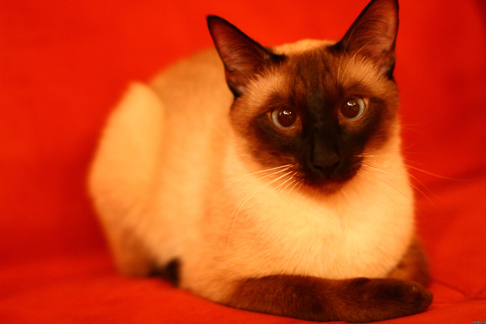 котейка