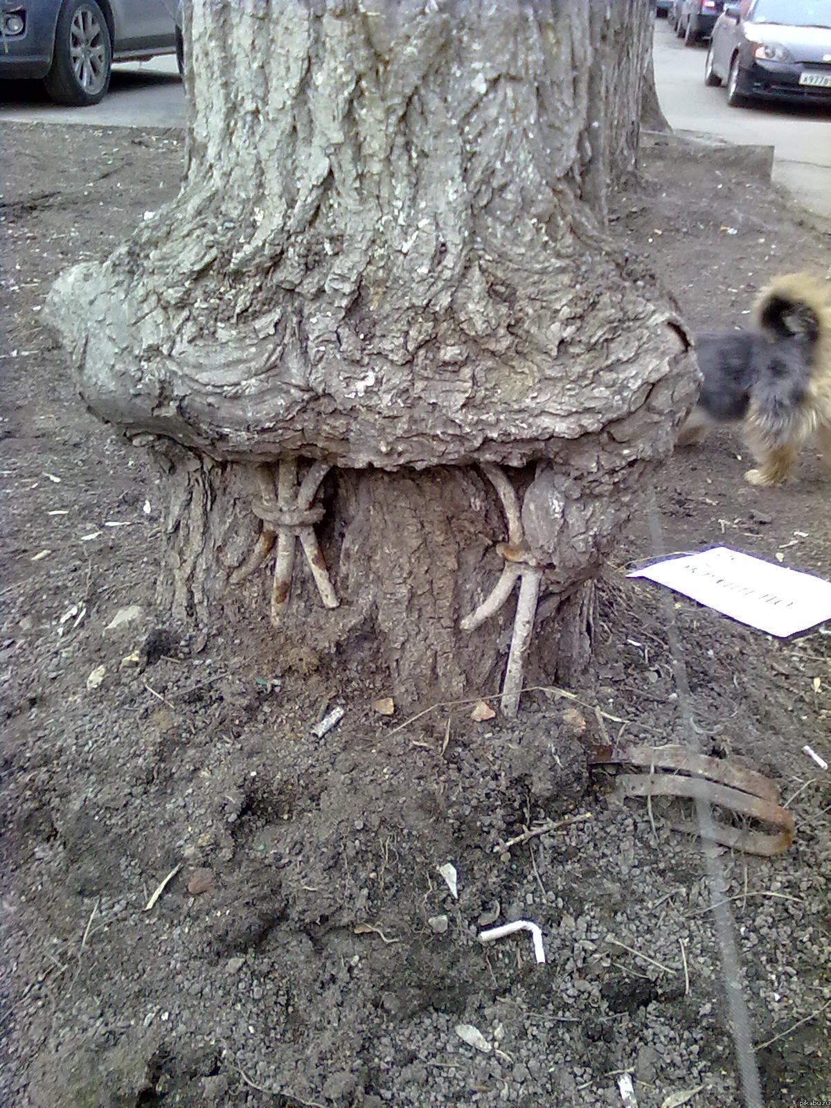 Гуляя с собакой встретила это...