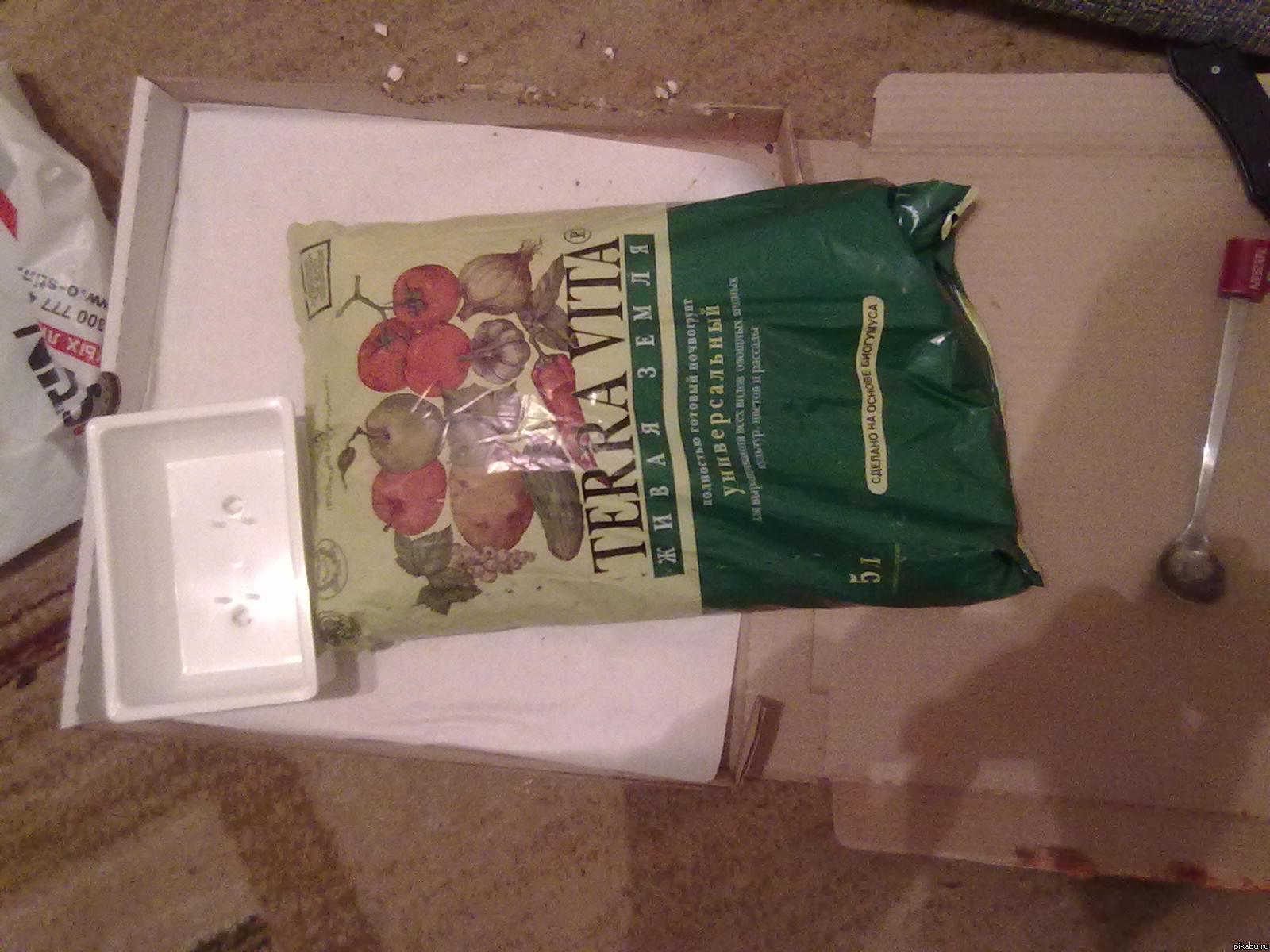 Как посадить траву для кошки (ещё в коментах)