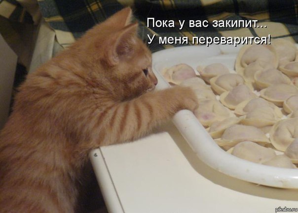 С точки зрения кота