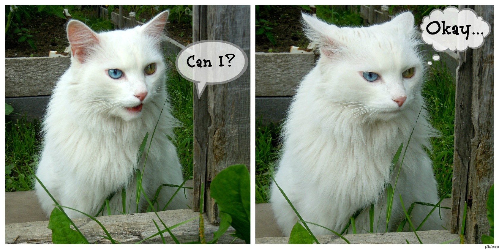 Можно мне...?