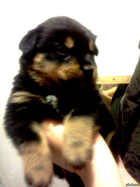 купила его 5 месяцев назад