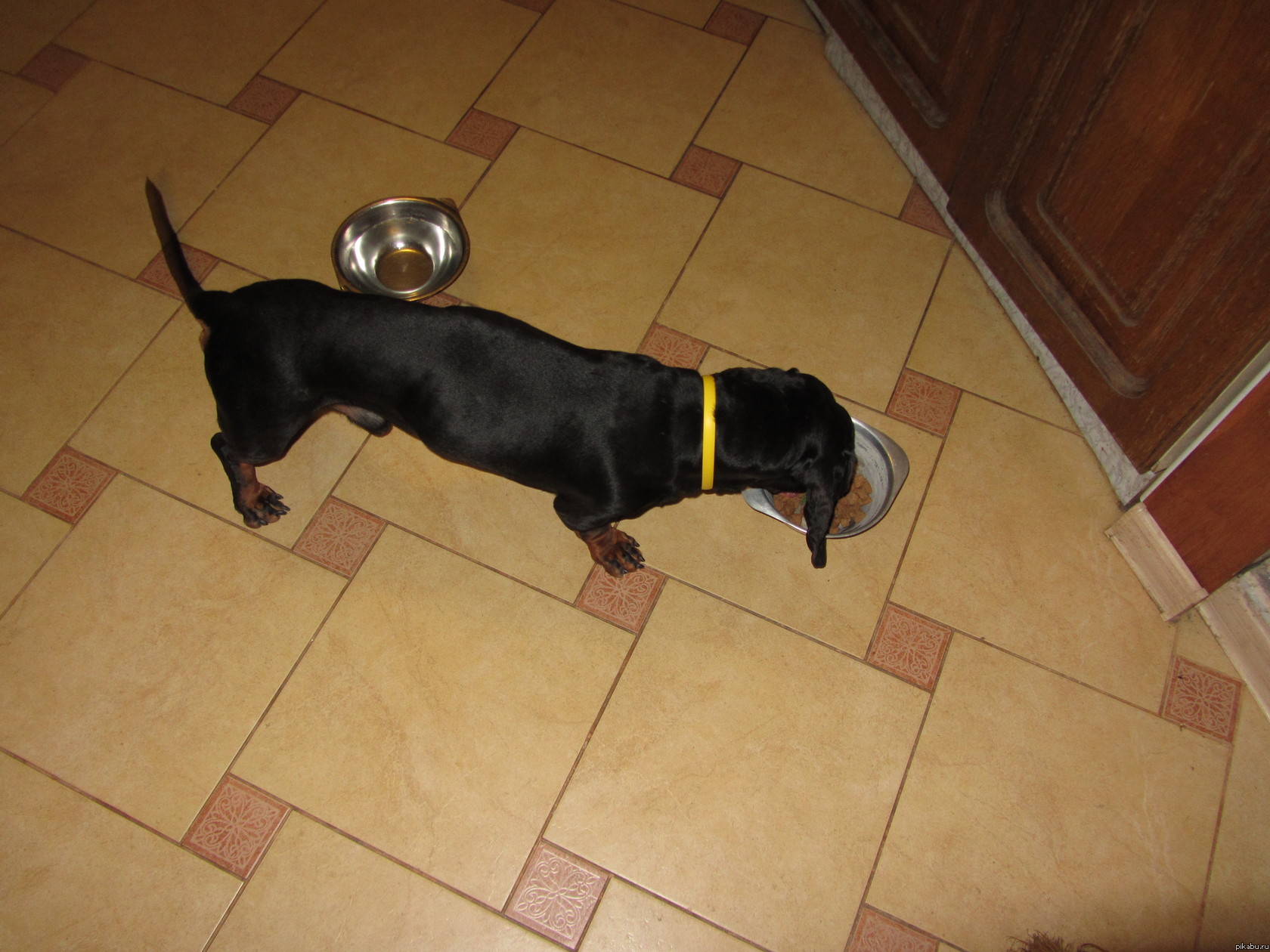 НАШЛАСЬ ТАКСА !!! ХИМКИ !