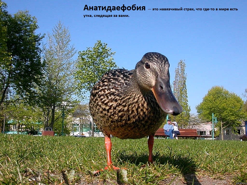 Анатидаефобия