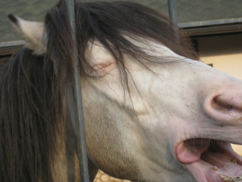 Лошадка ЛОООЛ=) В зоопарке удачный кадр=)