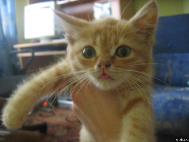 ��� ����� �����