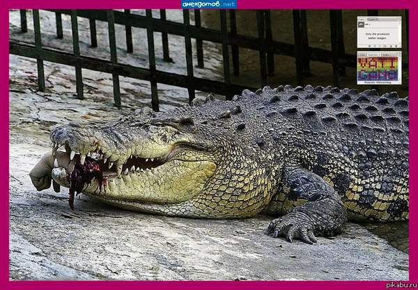 Крокодил