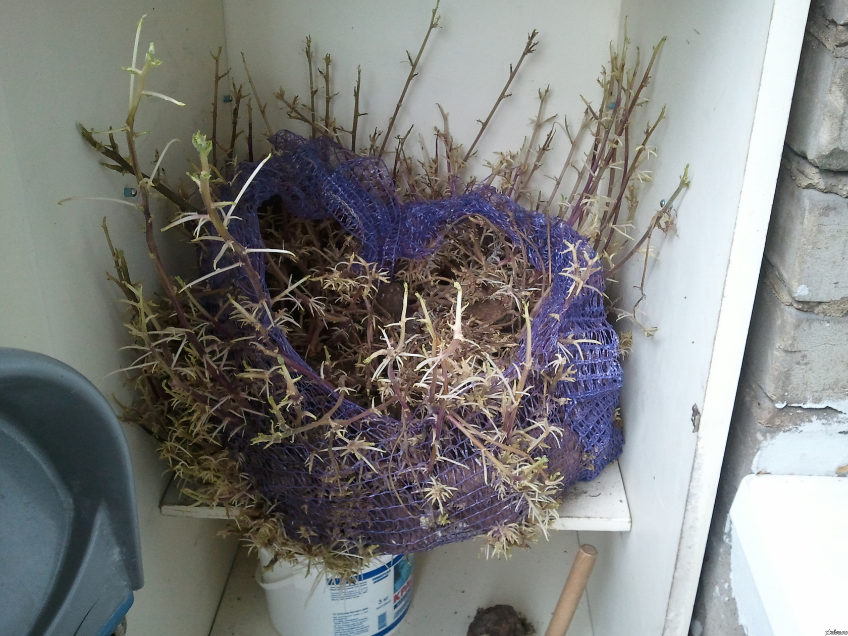 Девушка попросила выкинуть с балкона картошку.