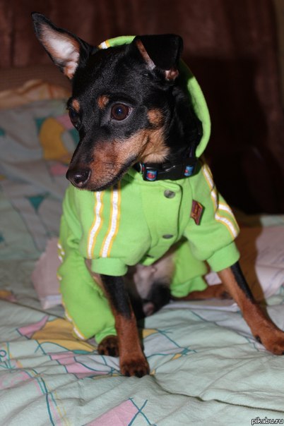 Пора и мне поделиться животинкой, девочка моей любимой девочки :) Ника