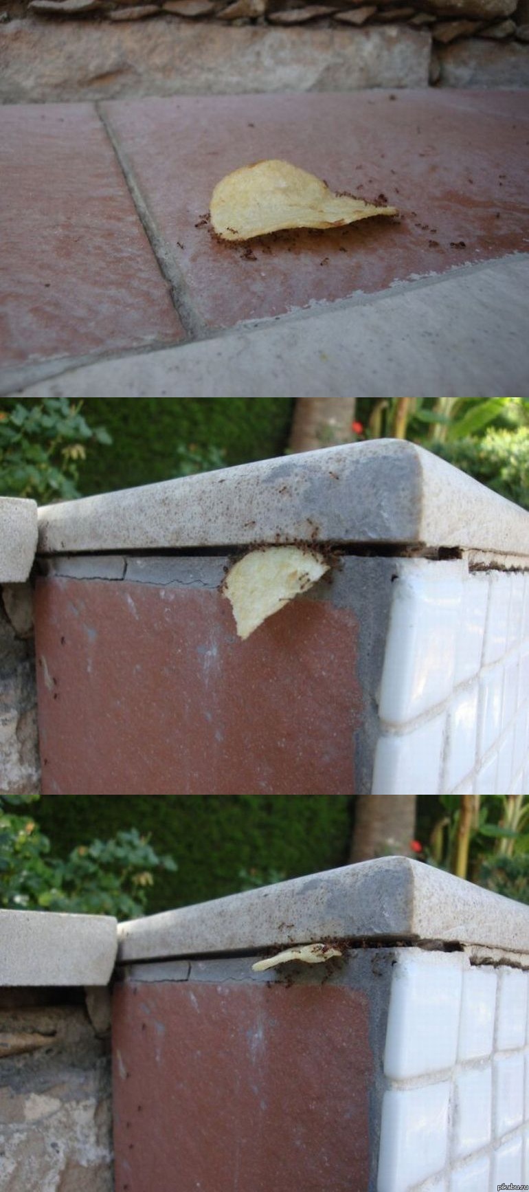 Мураши готовятся смотреть футбол.