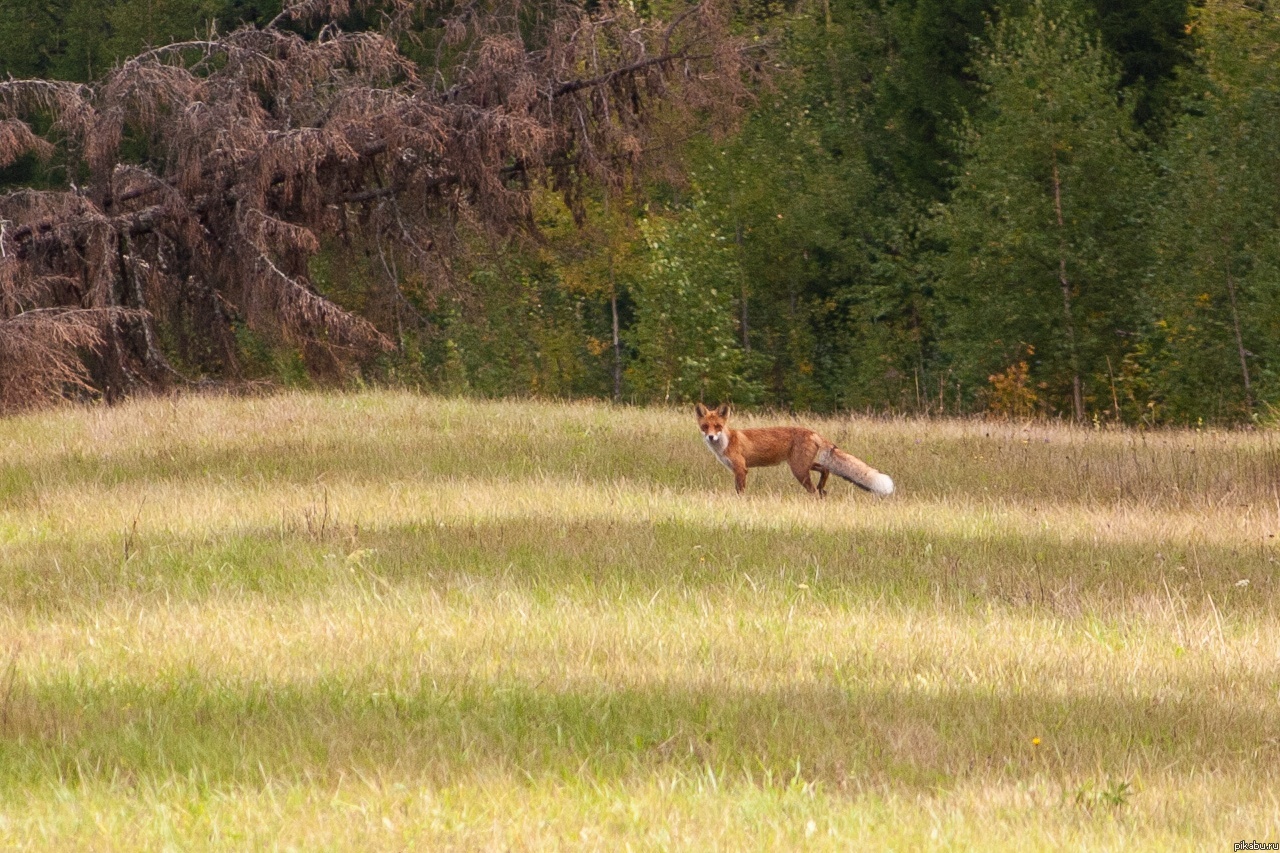 Лиса Патрикеевна