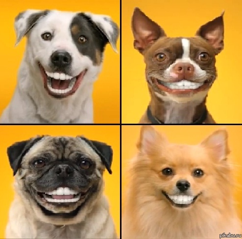 ������� ������� �� Pedigree