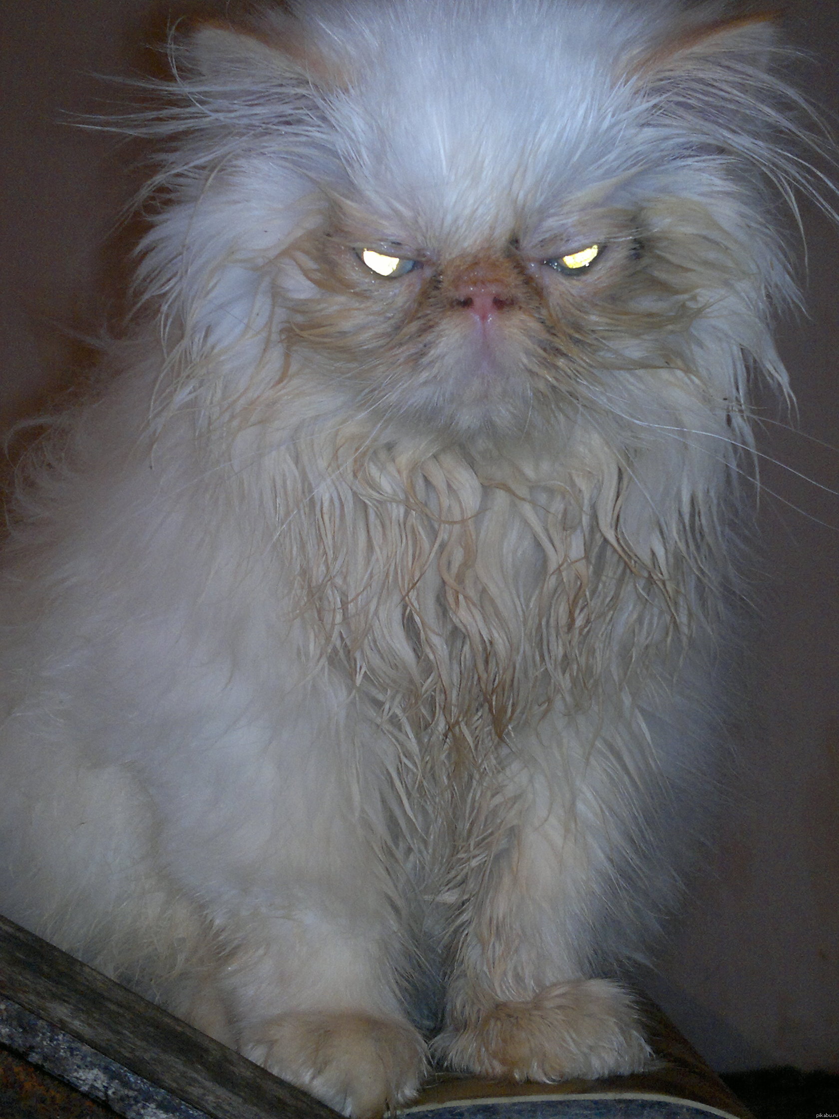 Котик)