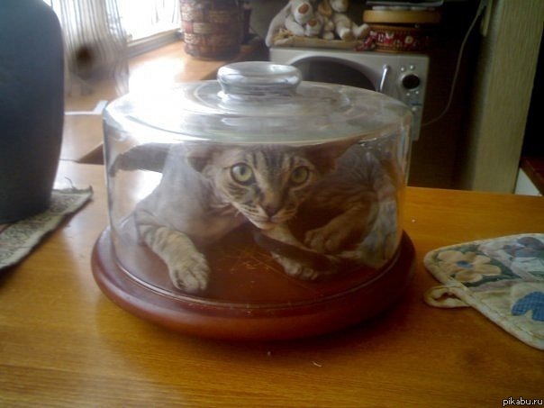 Ваш завтрак, сэр!