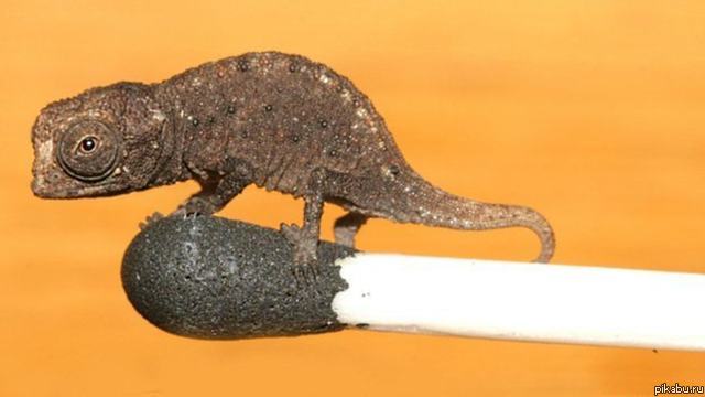 Немецкие биологи обнаружили микроскопический вид хамелеонов