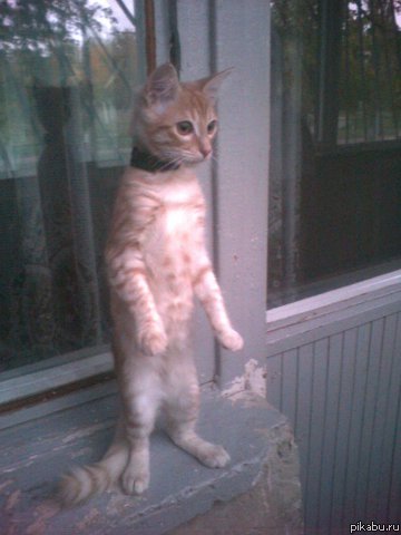 Вот такое мой кот периодически вытворяет (фото пятилетней давности)