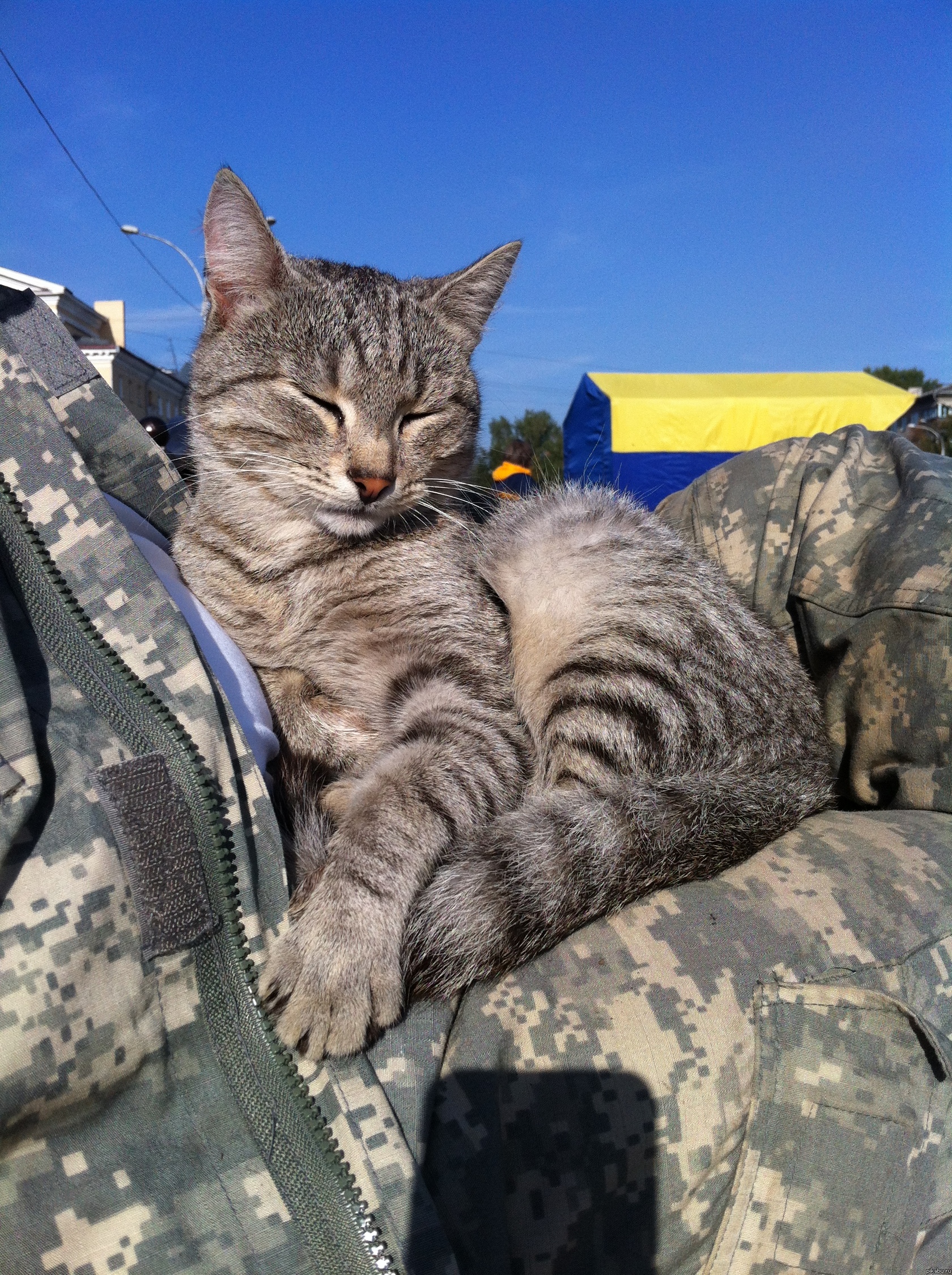 Тактический кот)