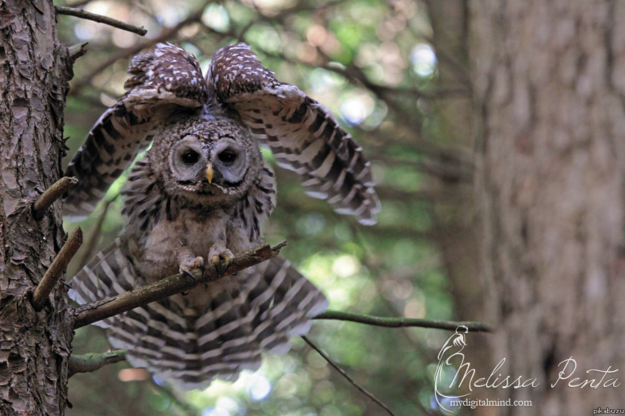 Чик-чирик, я в домике :D