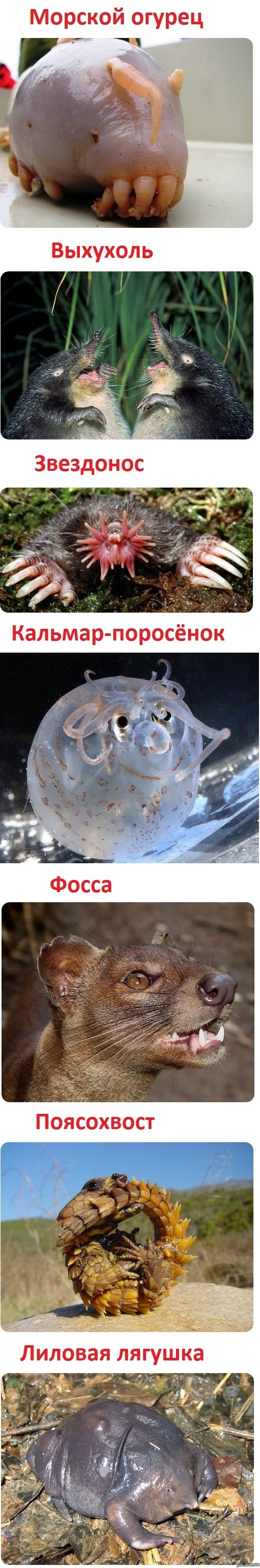 Редкие и необычные животные (часть 1)